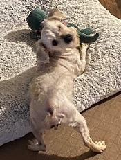 Enlarge Benny, an adopted mixed breed in Dripping Springs, TX image 3/5