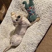 Enlarge Benny, an adopted mixed breed in Dripping Springs, TX image 2/5