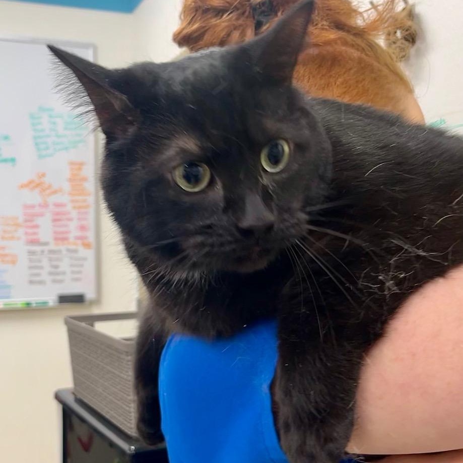 Enlarge Russell, a ADOPTABLE Domestic Short Hair in Prince Frederick, MD image 2/2