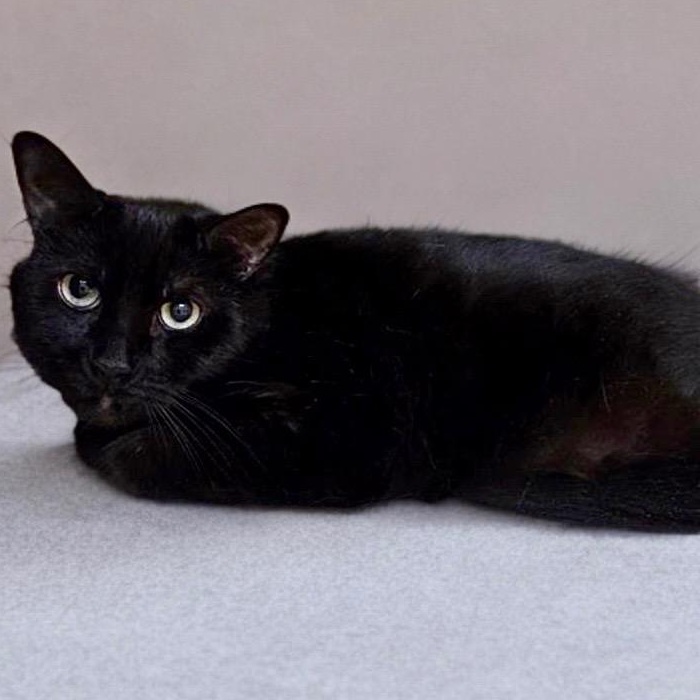 Russell, ADOPTABLE, Adult Male Domestic Short Hair.