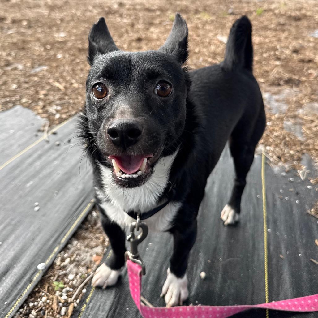Enlarge Remy, a Adoptable Mixed Breed in West Palm Beach, FL image 1/2