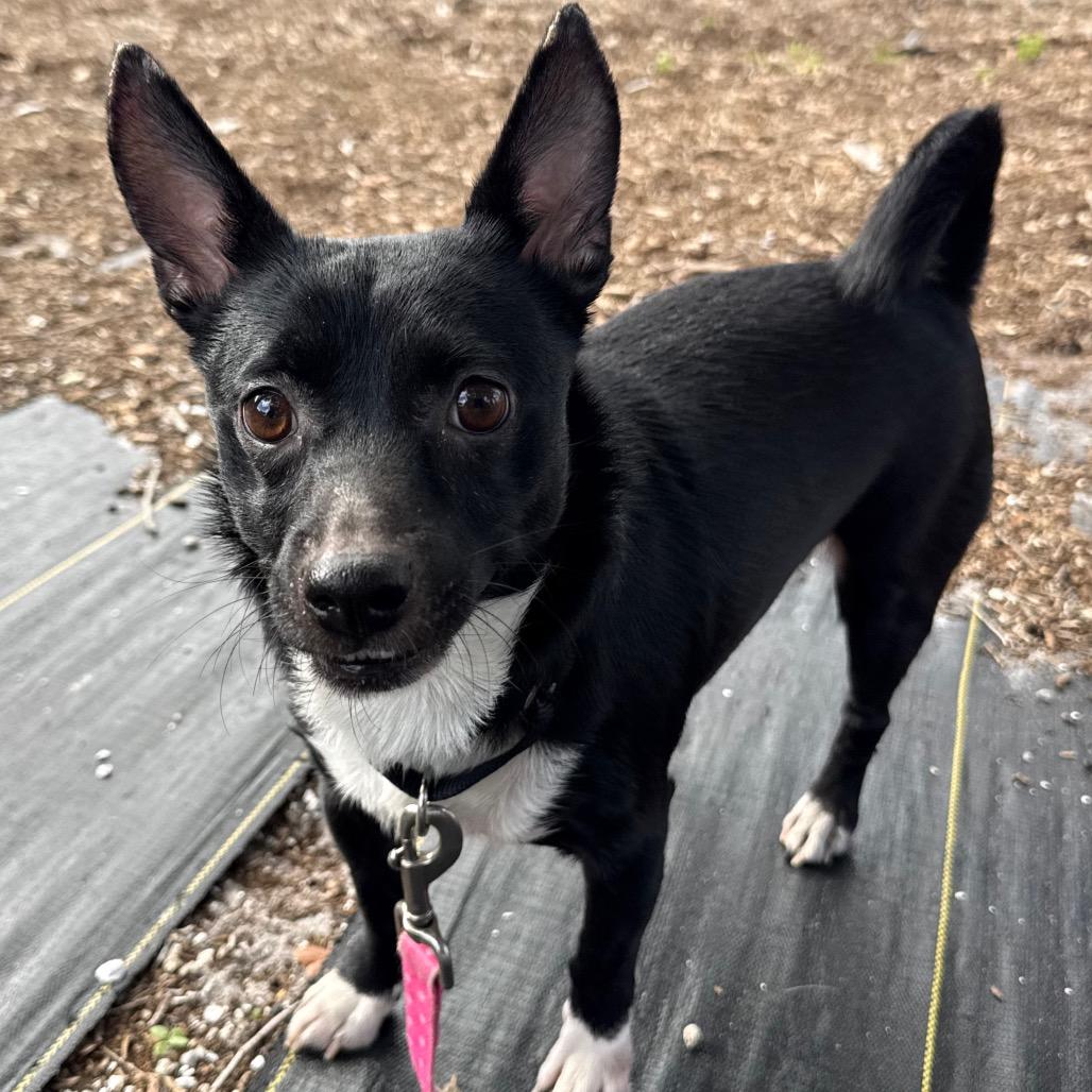 Enlarge Remy, a Adoptable Mixed Breed in West Palm Beach, FL image 2/2