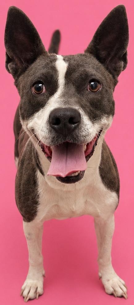 Enlarge Sissy, a Adoptable mixed breed in Wauchula, FL image 1/1