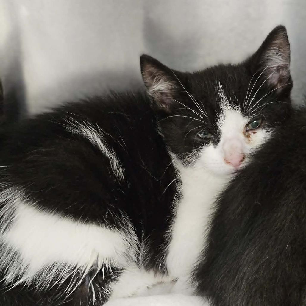Enlarge Buttercup, a Adoptable Domestic Short Hair in Martinsville, VA image 1/1