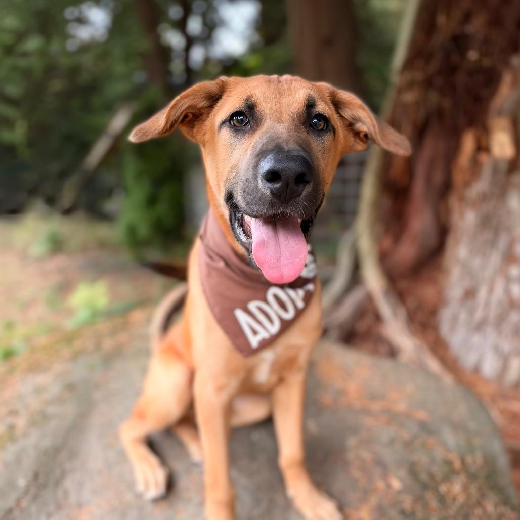 Enlarge Mr. Big, a Adoptable mixed breed in Bellingham, WA image 1/6