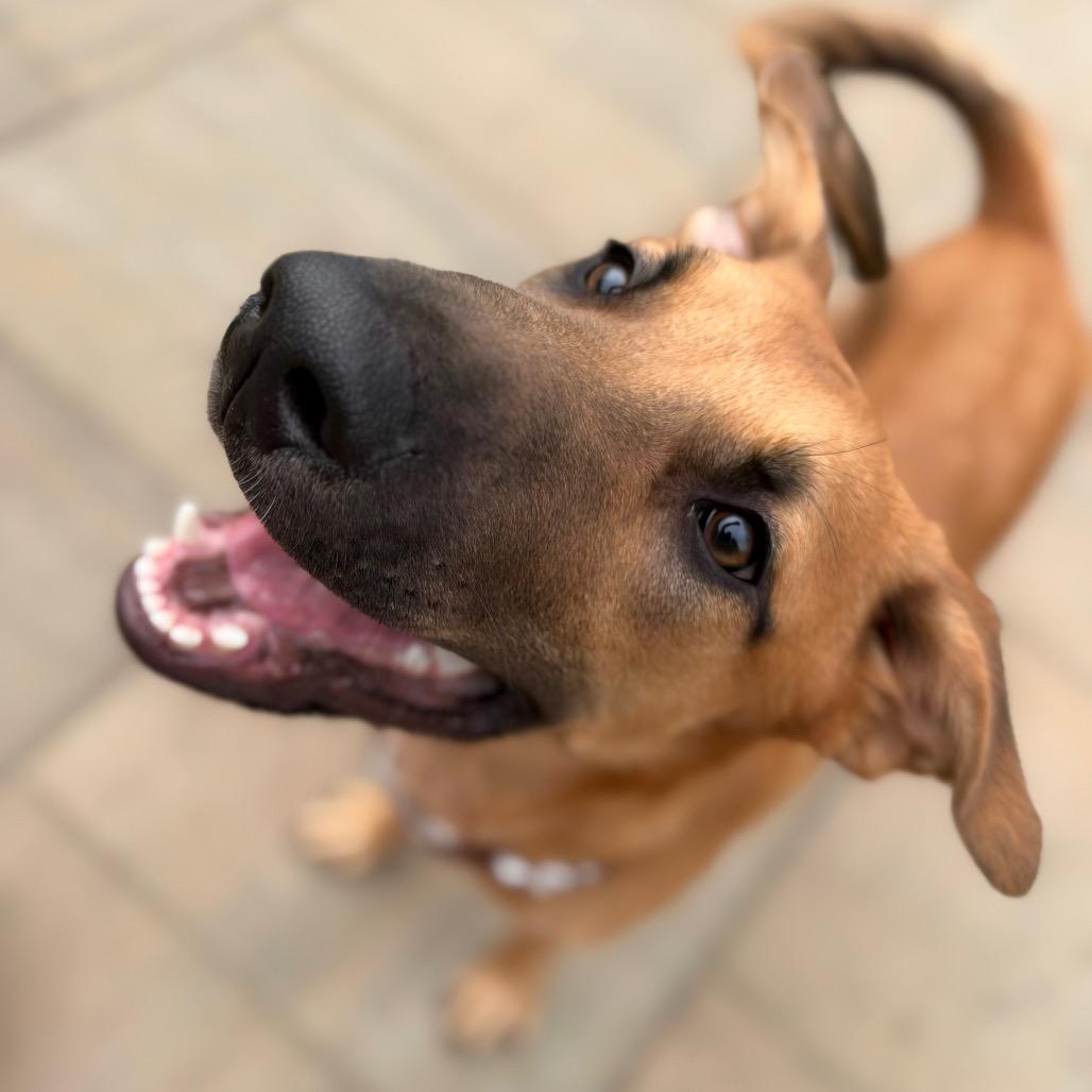 Enlarge Mr. Big, a Adoptable mixed breed in Bellingham, WA image 2/6