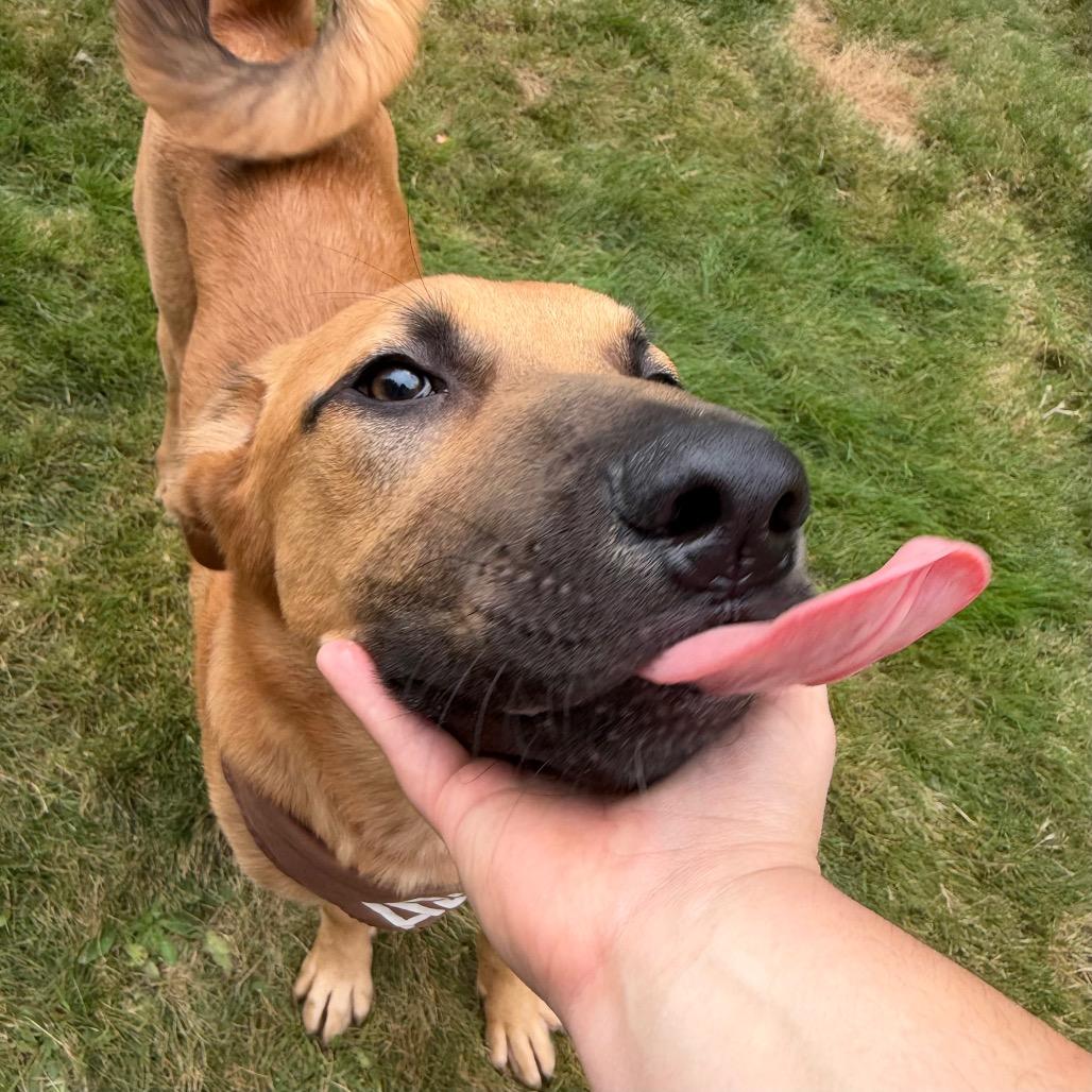 Enlarge Mr. Big, a Adoptable mixed breed in Bellingham, WA image 3/6