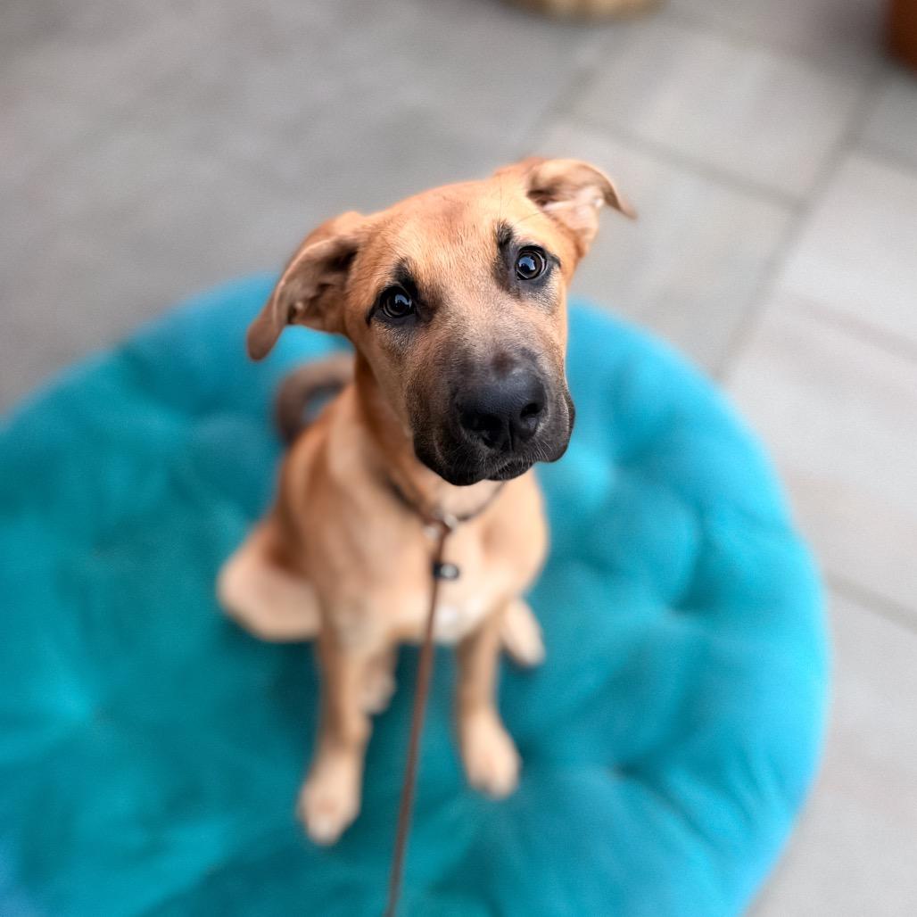 Enlarge Mr. Big, a Adoptable mixed breed in Bellingham, WA image 4/6