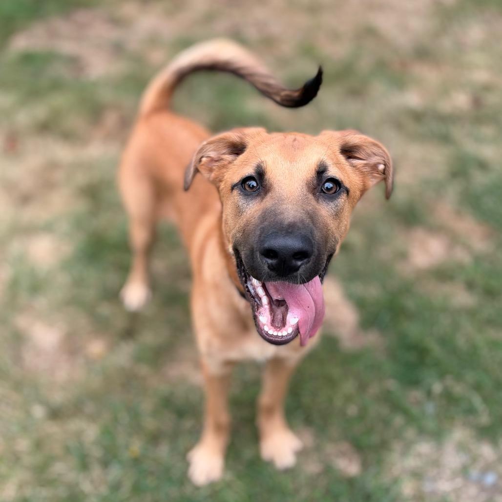Enlarge Mr. Big, a Adoptable mixed breed in Bellingham, WA image 5/6