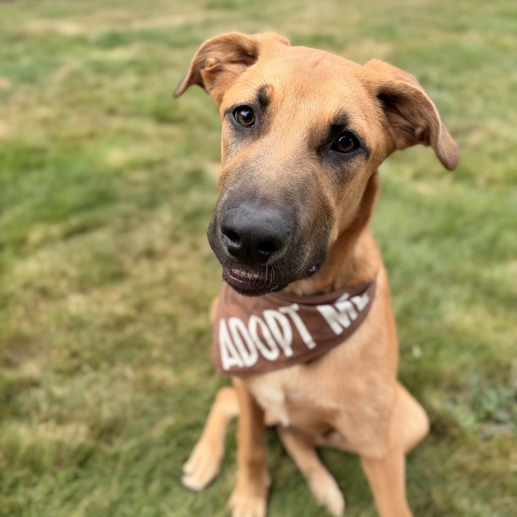 Enlarge Mr. Big, a Adoptable mixed breed in Bellingham, WA image 6/6