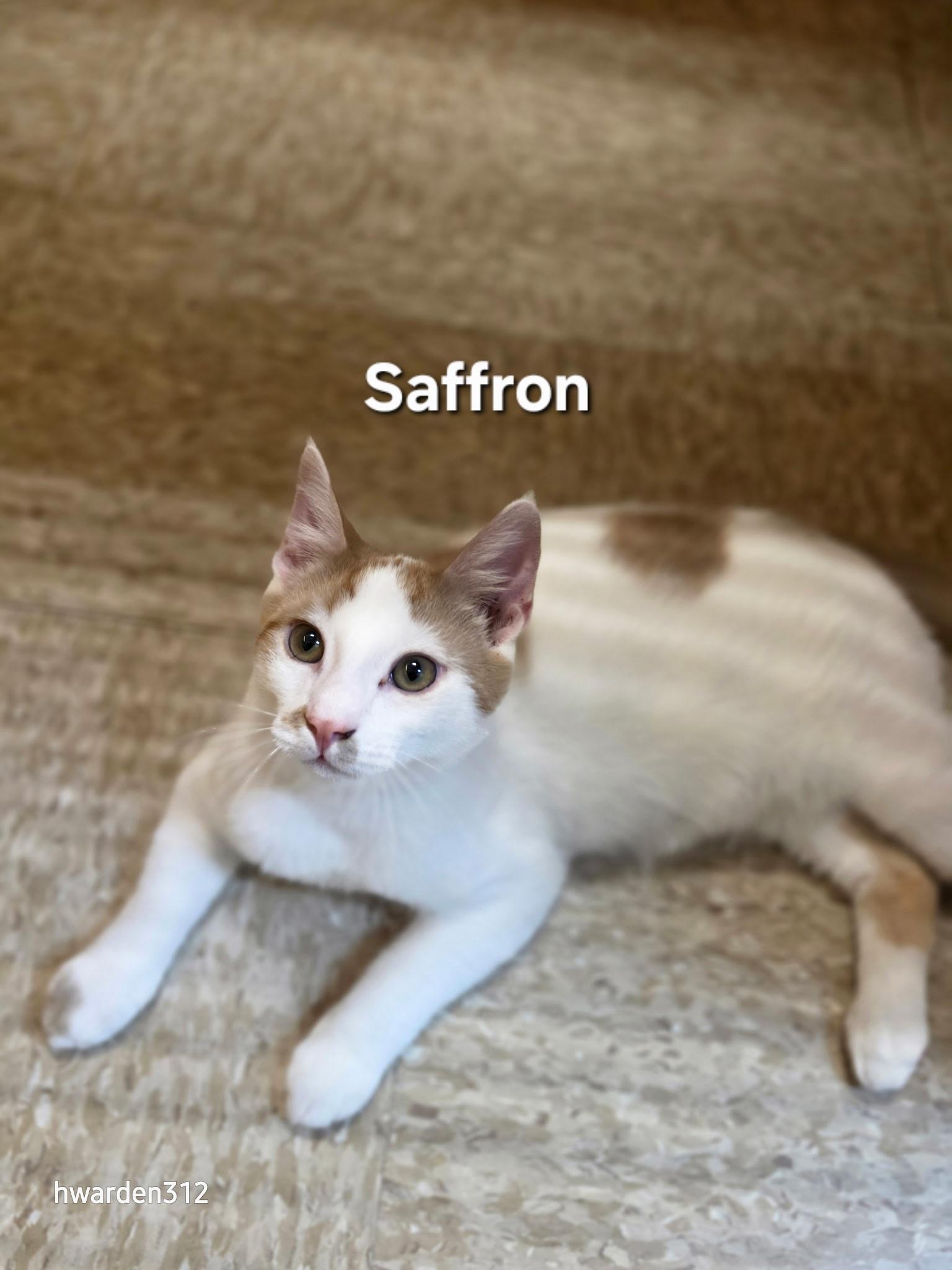Saffron, ADOPTABLE, Kitten Male Domestic Short Hair.