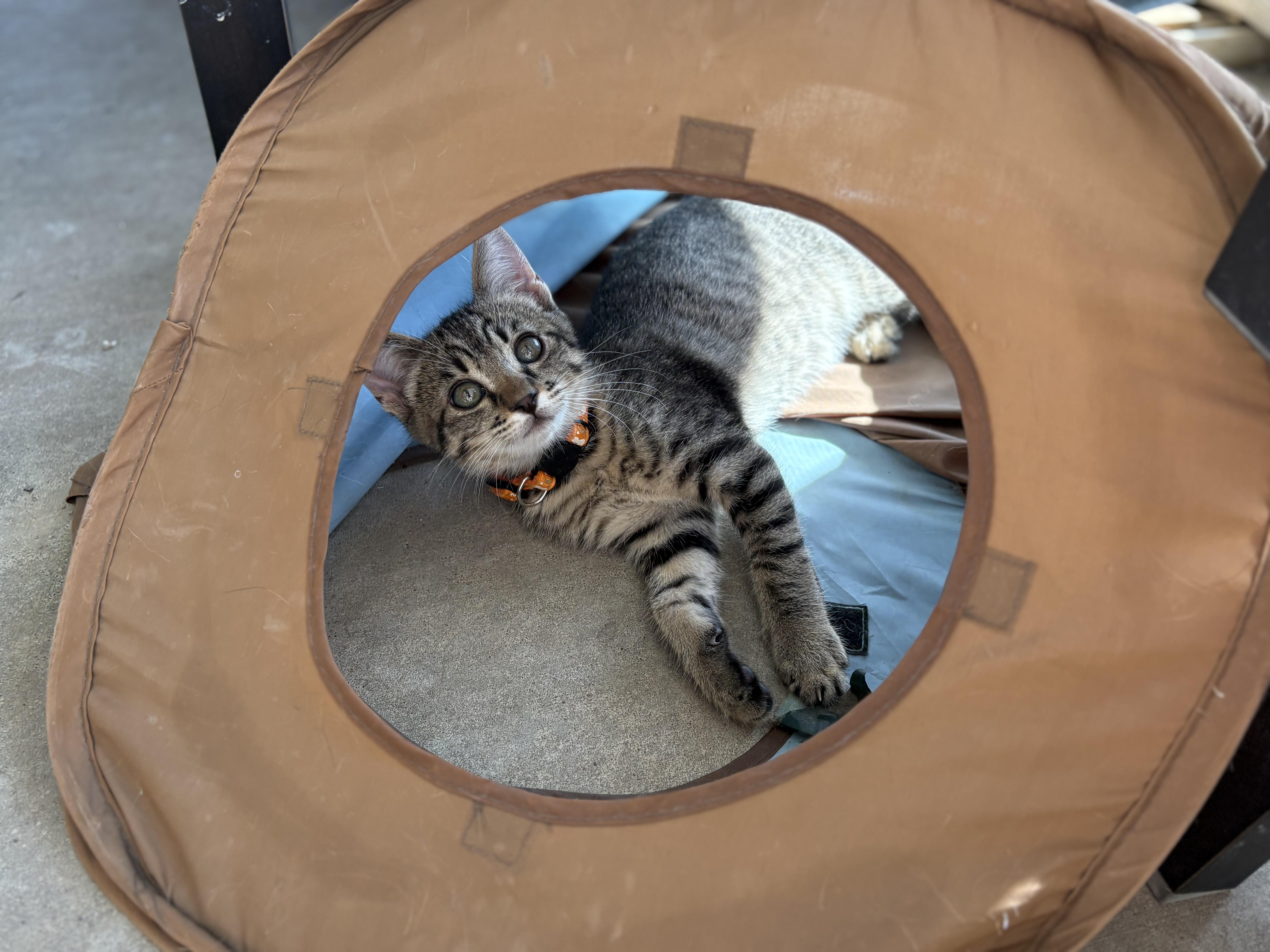 Enlarge Pugsley, a Adoptable mixed breed in Keller, TX image 6/6