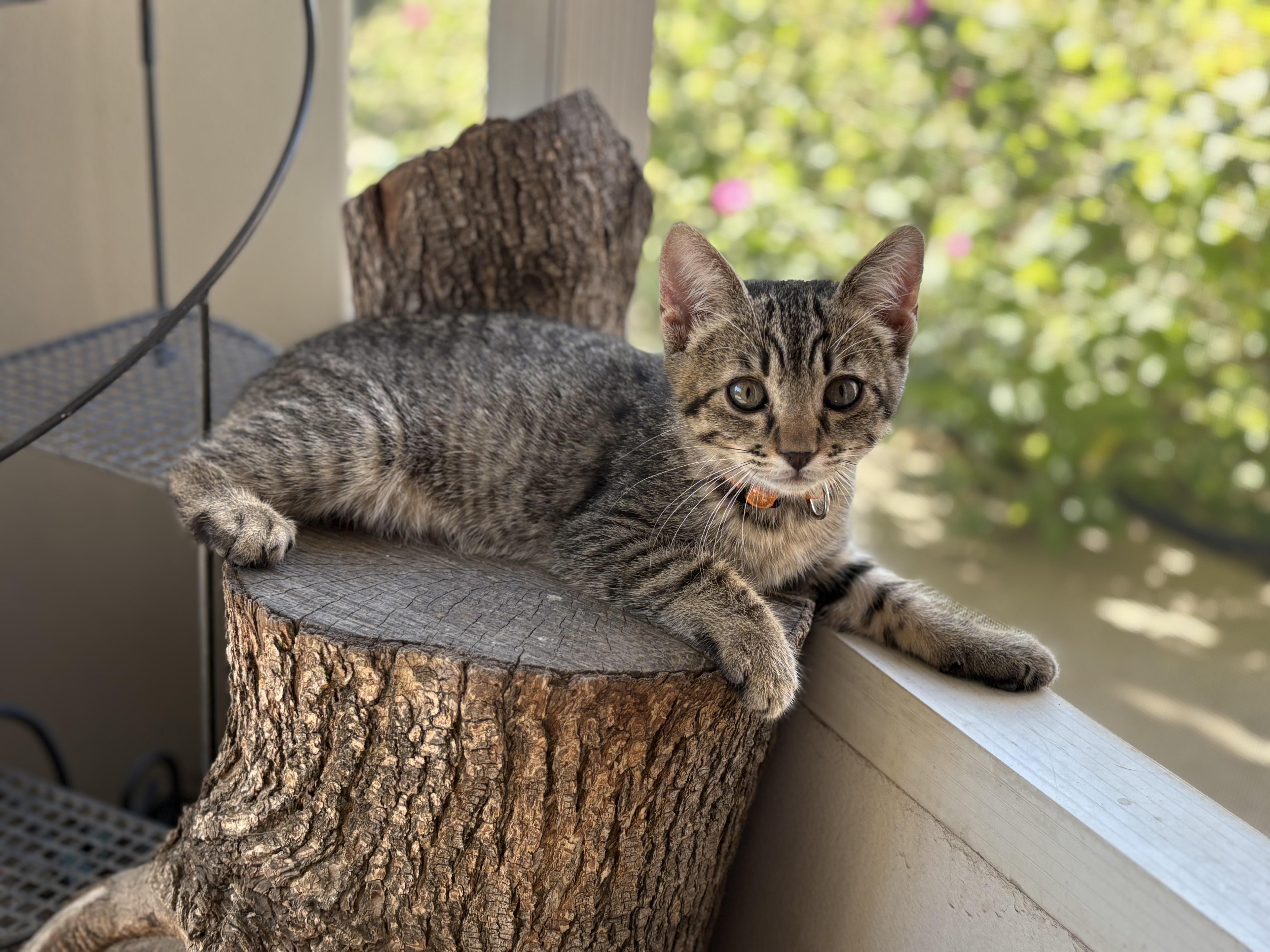 Pugsley, Adoptable, Kitten Male Tabby.