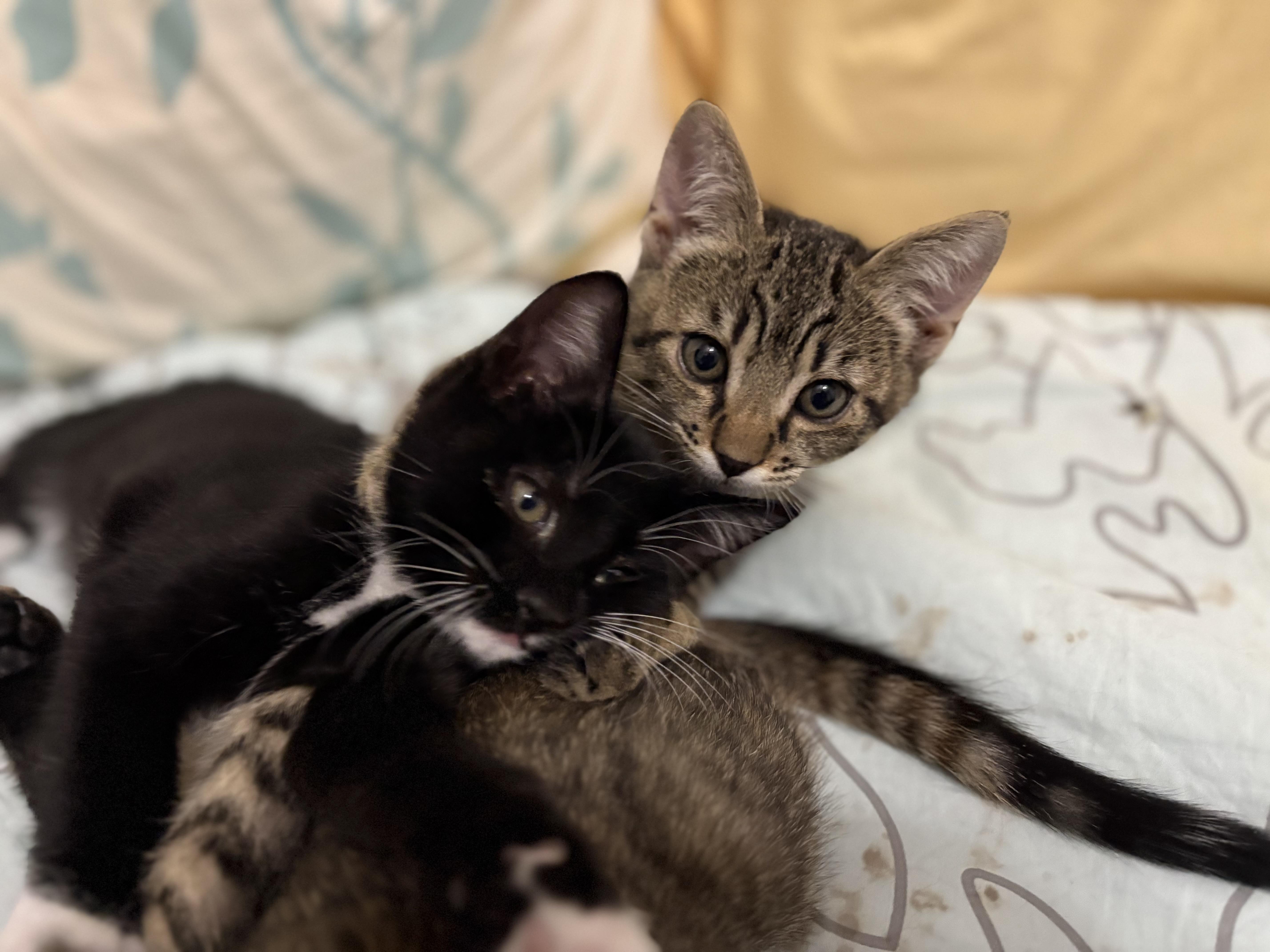 Enlarge Pugsley, a Adoptable mixed breed in Keller, TX image 5/6