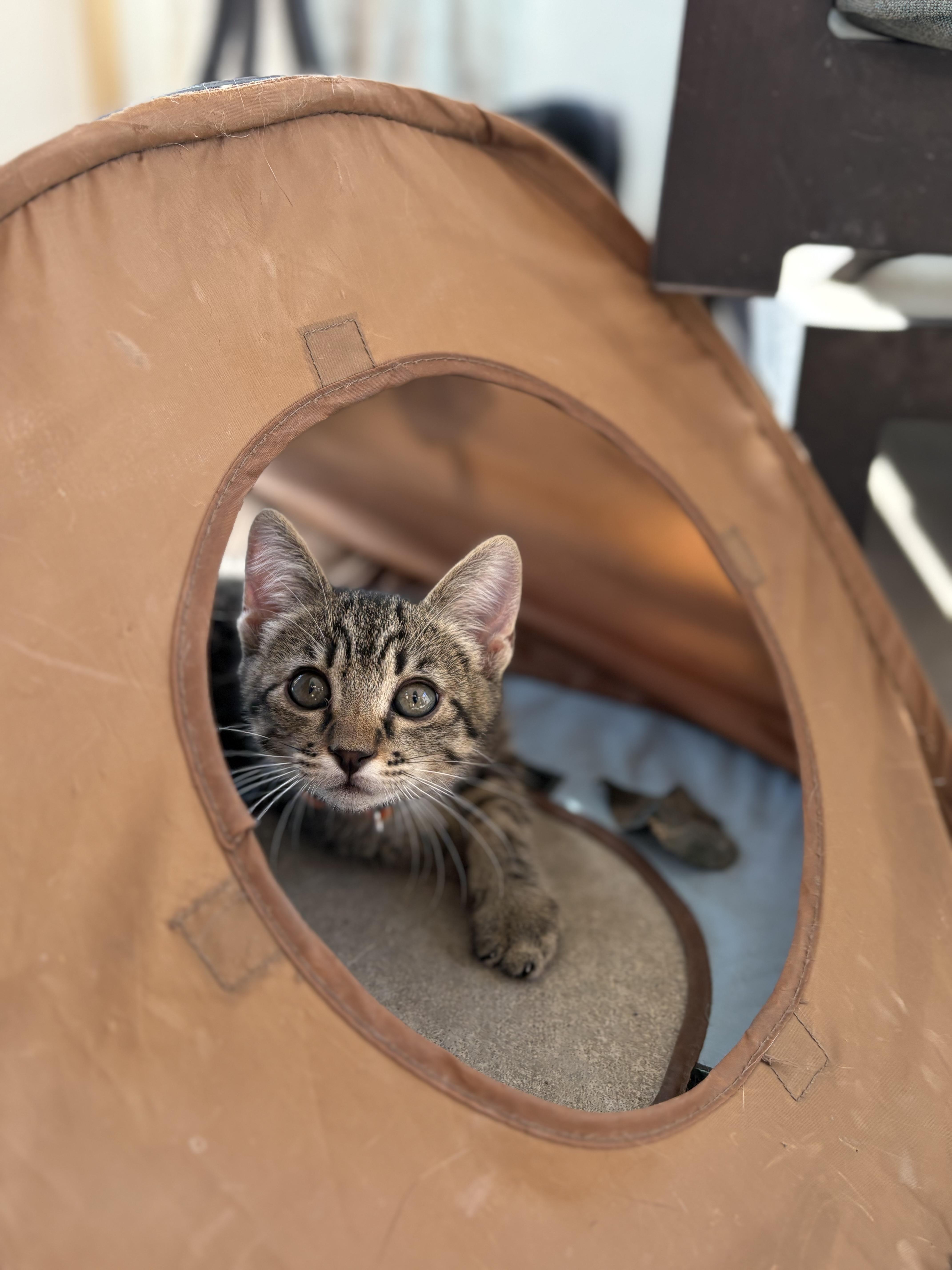 Enlarge Pugsley, a Adoptable mixed breed in Keller, TX image 4/6