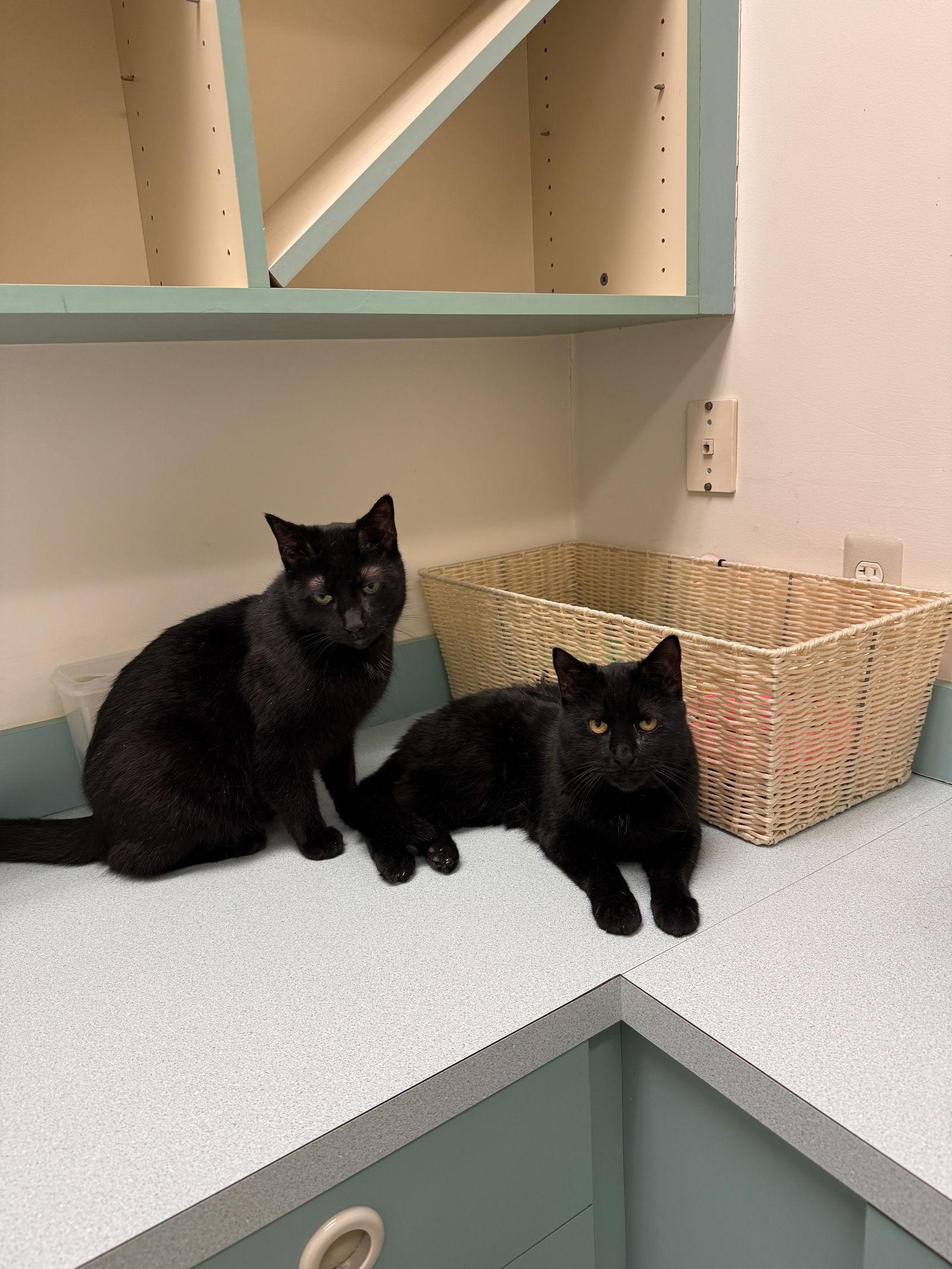 Tilt (must be adopted w Midnight Blue), a Adoptable Domestic Short Hair in Walled Lake, MI image 2/3