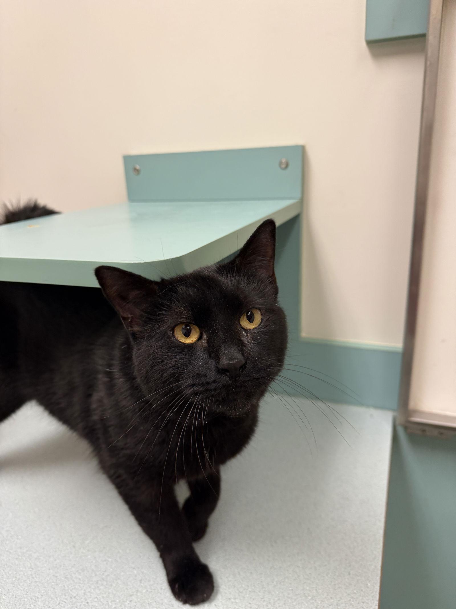 Tilt (must be adopted w Midnight Blue), Adoptable, Adult Male Domestic Short Hair.