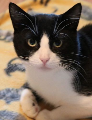 Enlarge (CP) Little Man, a Adoptable mixed breed in North Highlands, CA image 1/2