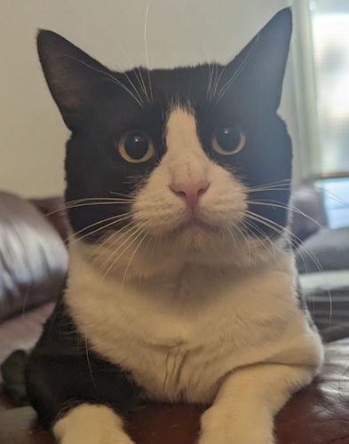 Enlarge (CP) Little Man, a Adoptable mixed breed in North Highlands, CA image 2/2