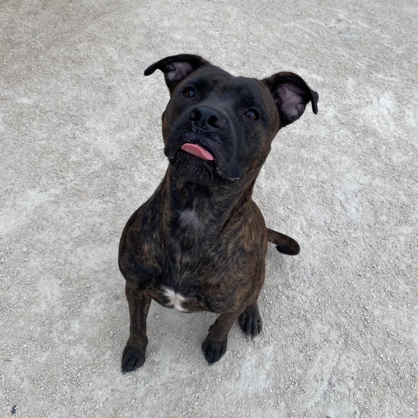 Molly, an adoptable mixed breed in Winnipeg, MB image 2/2