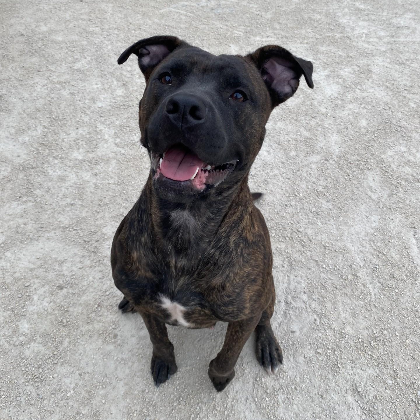 Molly, adoptable, Adult Female Mastiff.