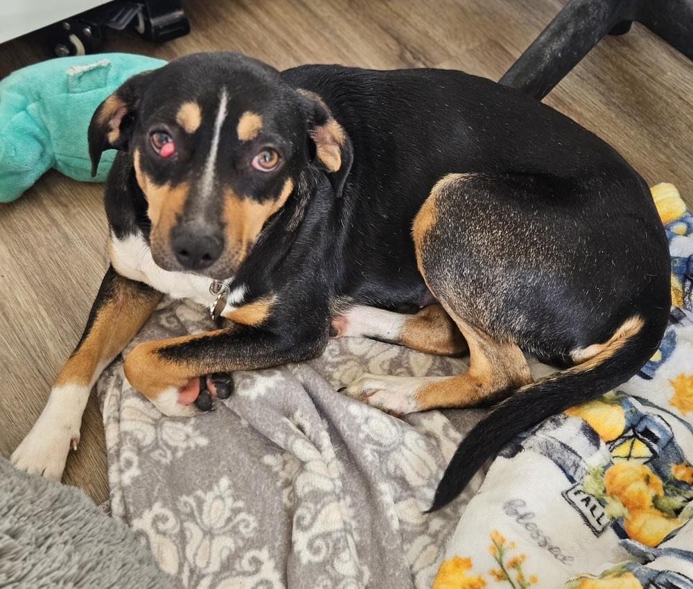 Enlarge Arden, a Adoptable mixed breed in Lakeland, FL image 1/6