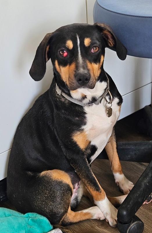 Arden, Adoptable, Young Female Greater Swiss Mountain Dog.