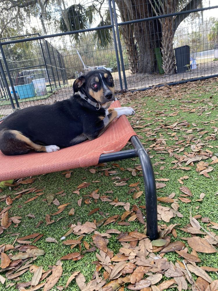Enlarge Arden, a Adoptable mixed breed in Lakeland, FL image 3/6