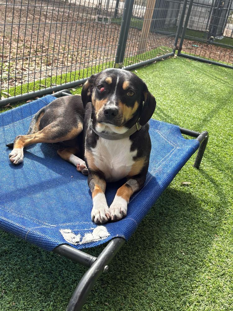 Enlarge Arden, a Adoptable mixed breed in Lakeland, FL image 4/6