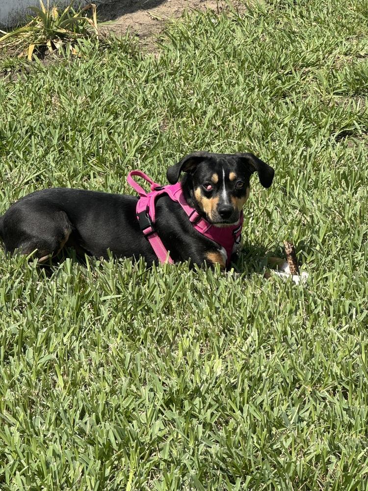 Arden, a Adoptable mixed breed in Lakeland, FL image 3/6
