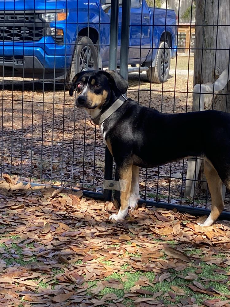 Enlarge Arden, a Adoptable mixed breed in Lakeland, FL image 5/6