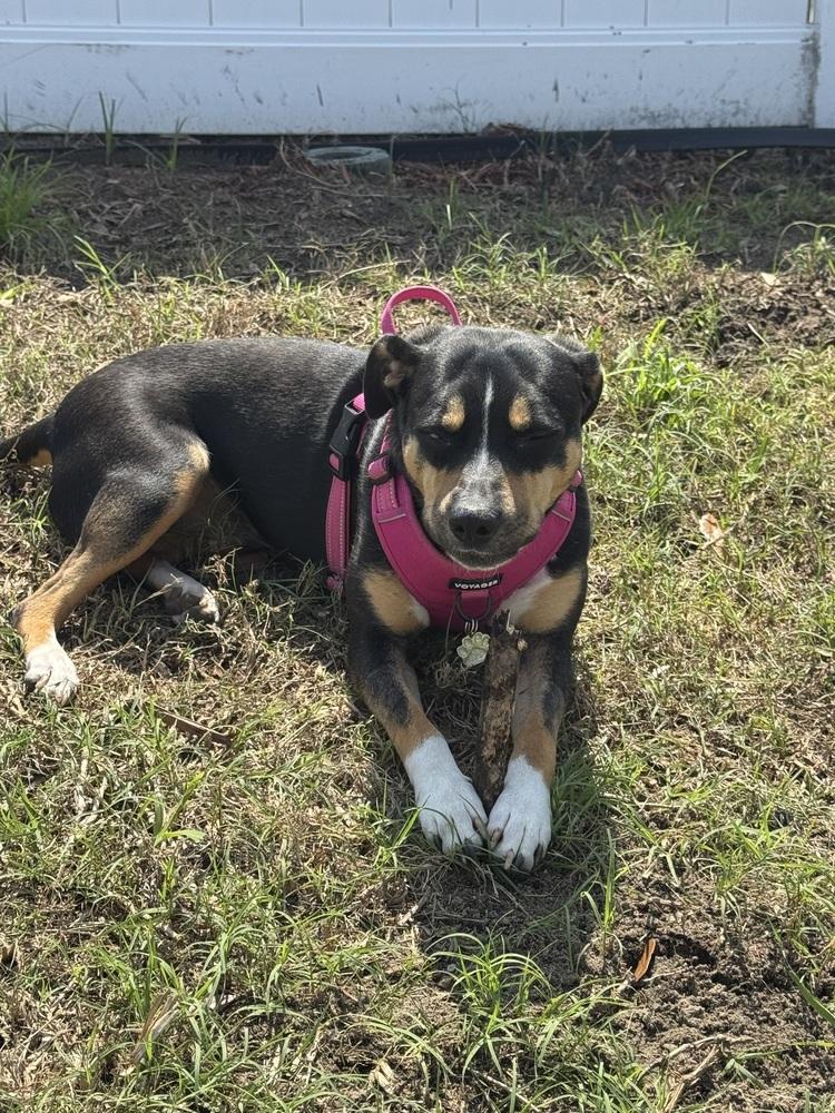 Arden, a Adoptable mixed breed in Lakeland, FL image 5/6