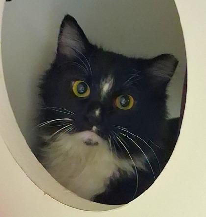 Growler (working cat), Adoptable, Adult Male Domestic Short Hair & Domestic Short Hair.