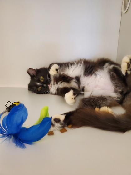 Enlarge Growler (working cat), a Adoptable mixed breed in Fairfax, VA image 2/2