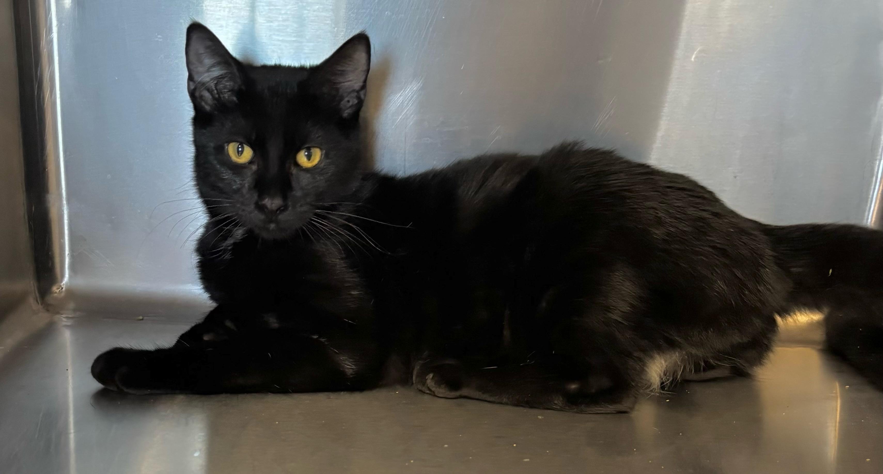 Skully, Adoptable, Young Female Tabby.