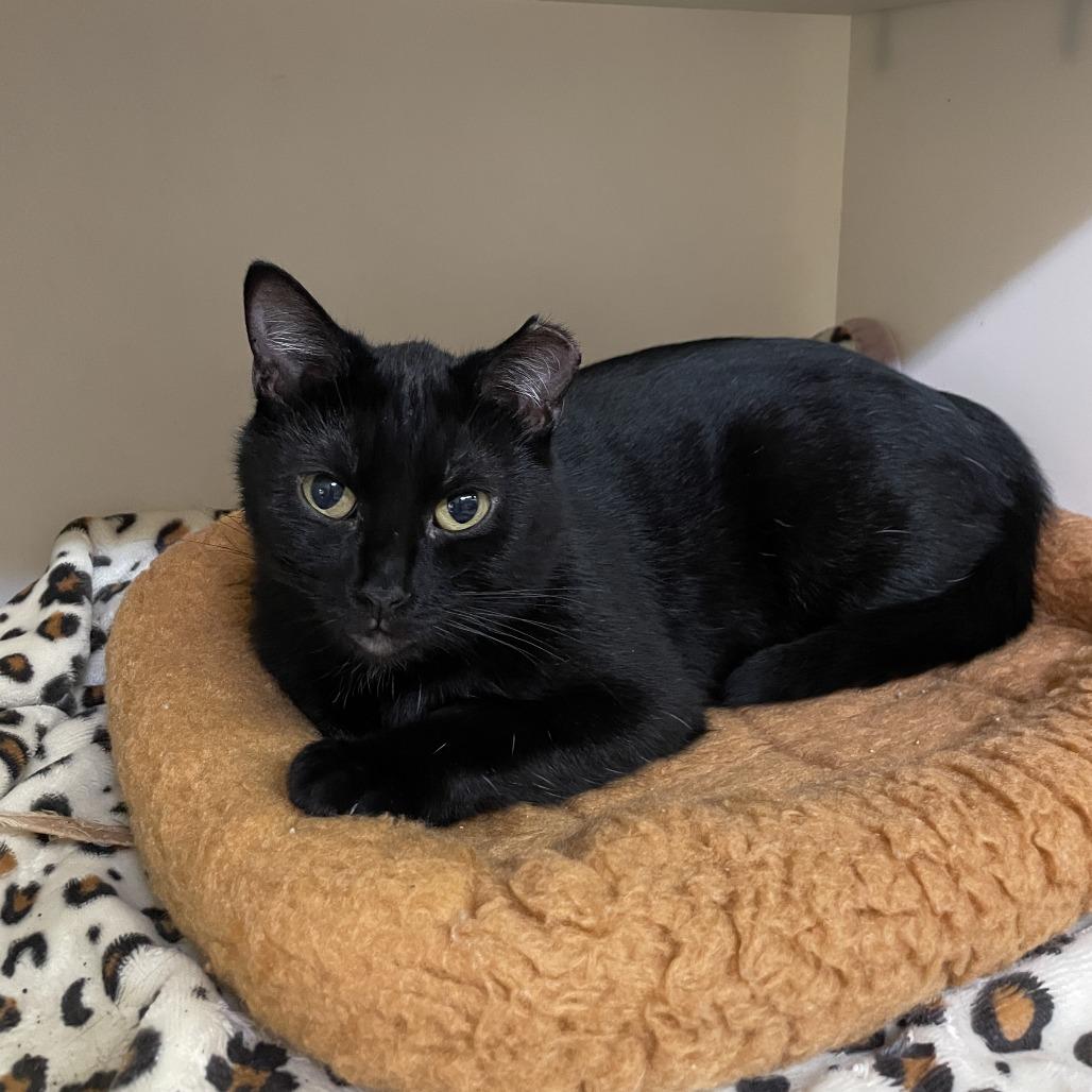 Enlarge Sarah, a Adoptable Domestic Short Hair in Madison, WI image 1/5