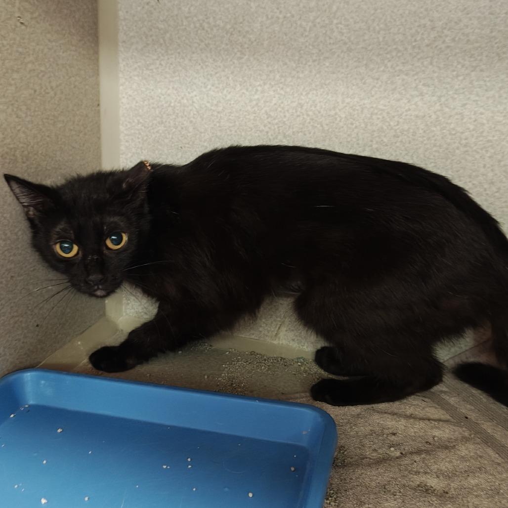 Sarah, Adoptable, Young Female Domestic Short Hair.