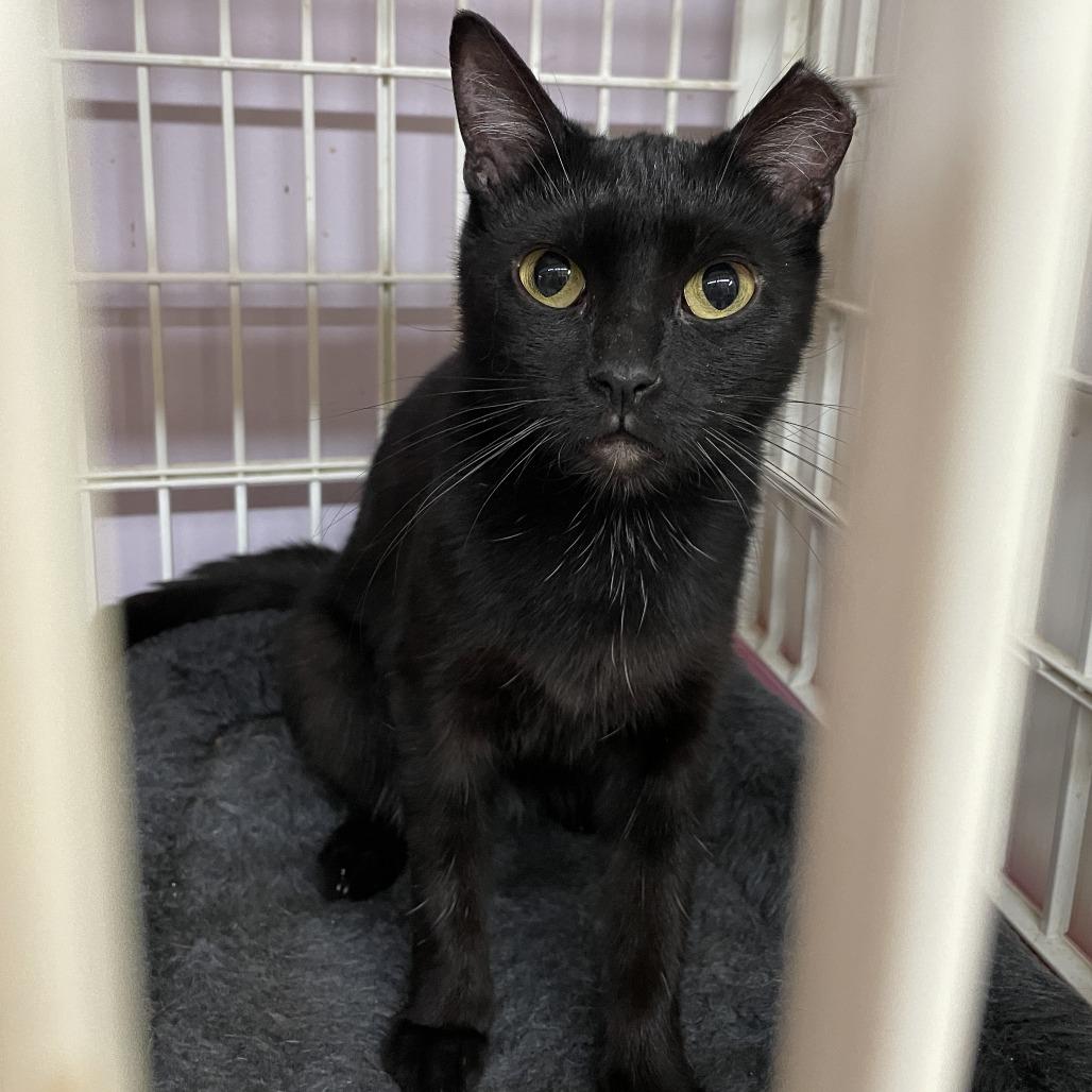 Sarah, Adoptable, Young Female Domestic Short Hair.