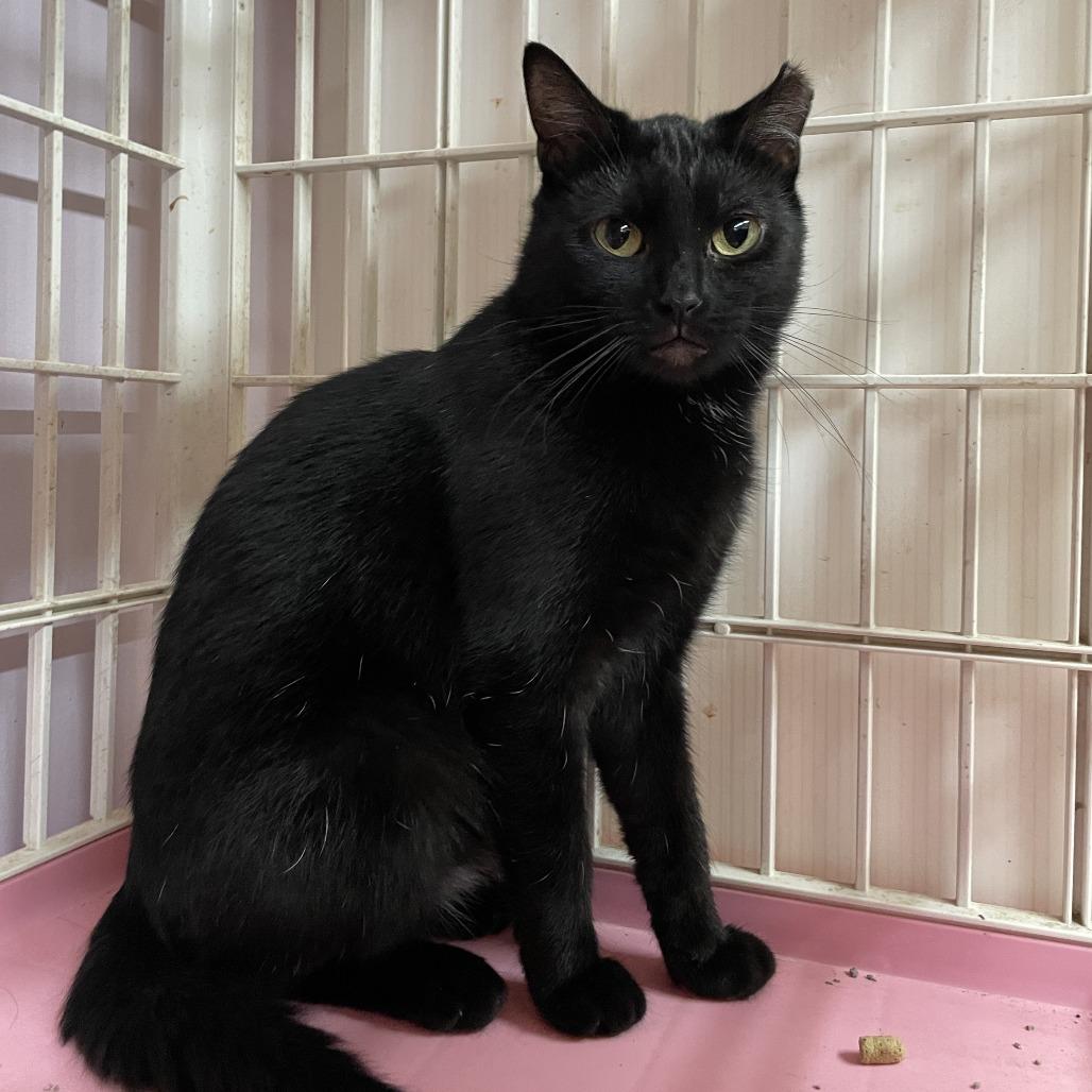 Enlarge Sarah, a Adoptable Domestic Short Hair in Madison, WI image 2/4