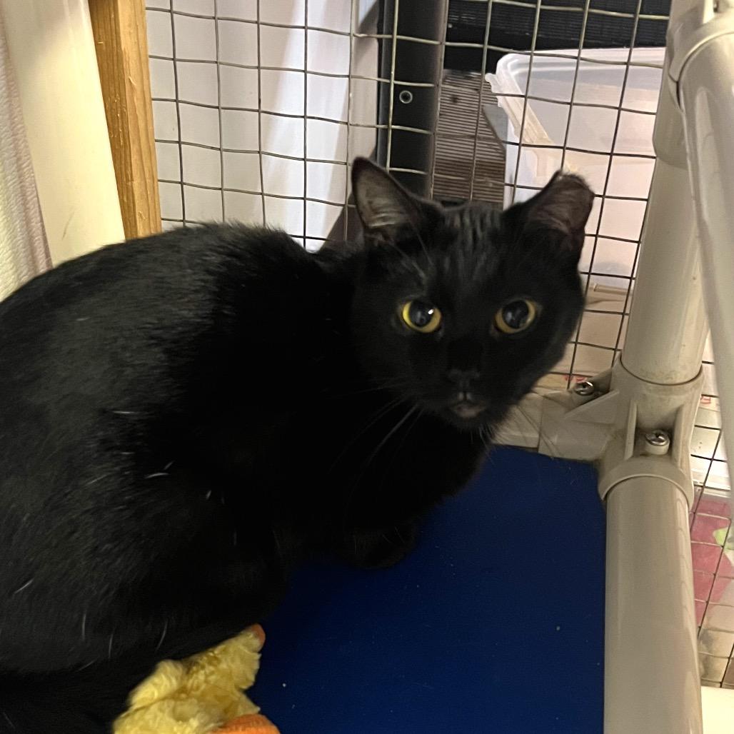 Enlarge Sarah, a Adoptable Domestic Short Hair in Madison, WI image 3/4