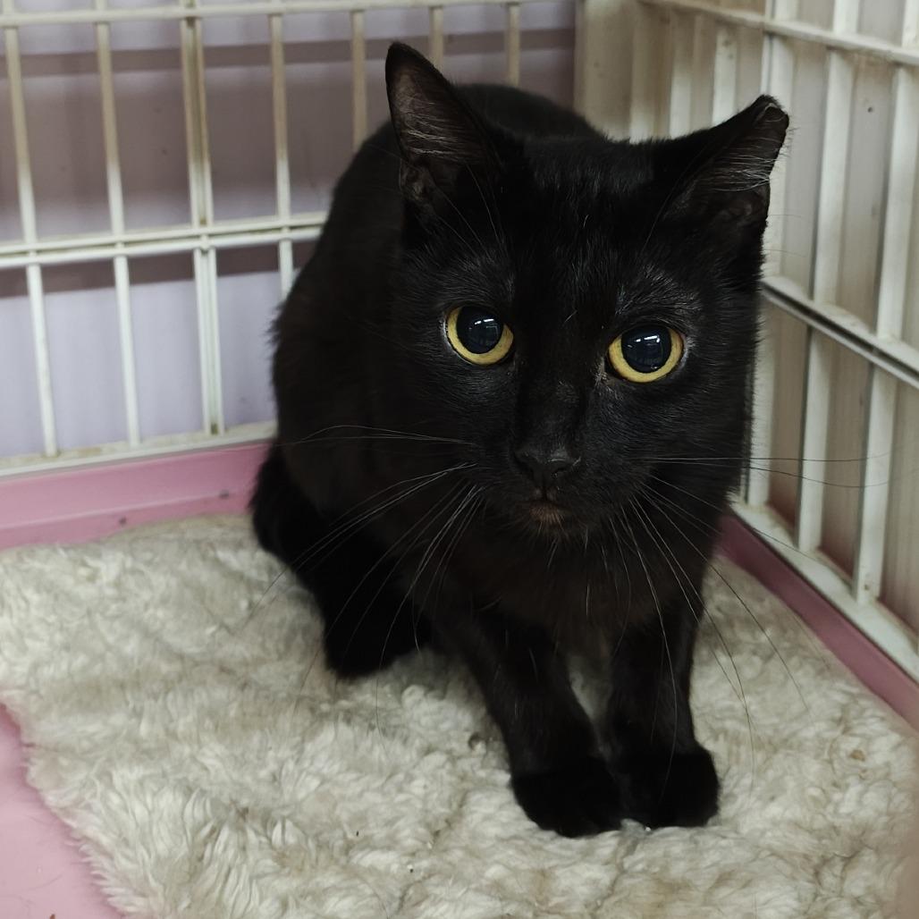 Sarah, a Adoptable Domestic Short Hair in Madison, WI image 3/3