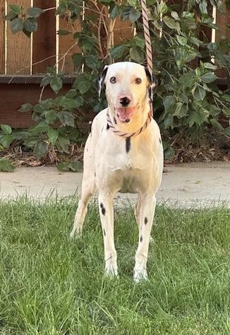 Smokey, a Adoptable Dalmatian in Turlock, CA image 1/4
