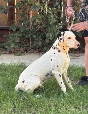 Smokey, a Adoptable Dalmatian in Turlock, CA image 2/4