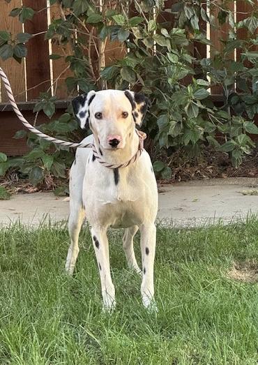 Enlarge Smokey, a Adoptable Dalmatian in Turlock, CA image 4/4