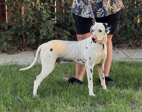 Smokey, a Adoptable Dalmatian in Turlock, CA image 4/4