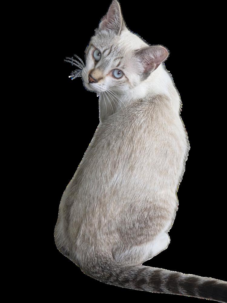 Enlarge Bella Maria, a Adopted mixed breed in Silver Spring, MD image 1/4