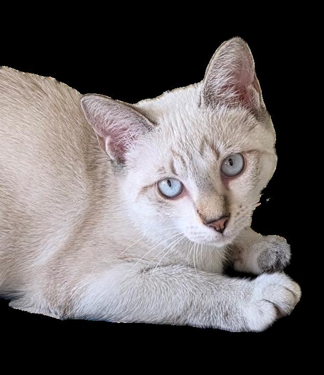 Enlarge Bella Maria, a Adopted mixed breed in Silver Spring, MD image 2/4