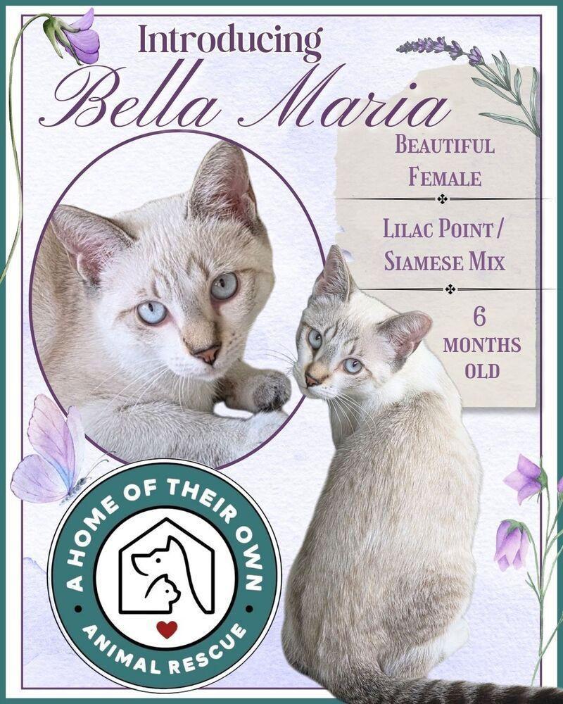 Enlarge Bella Maria, a Adopted mixed breed in Silver Spring, MD image 3/4
