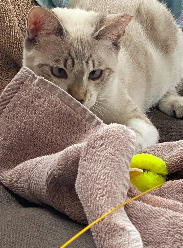 Enlarge Bella Maria, a Adopted mixed breed in Silver Spring, MD image 4/4