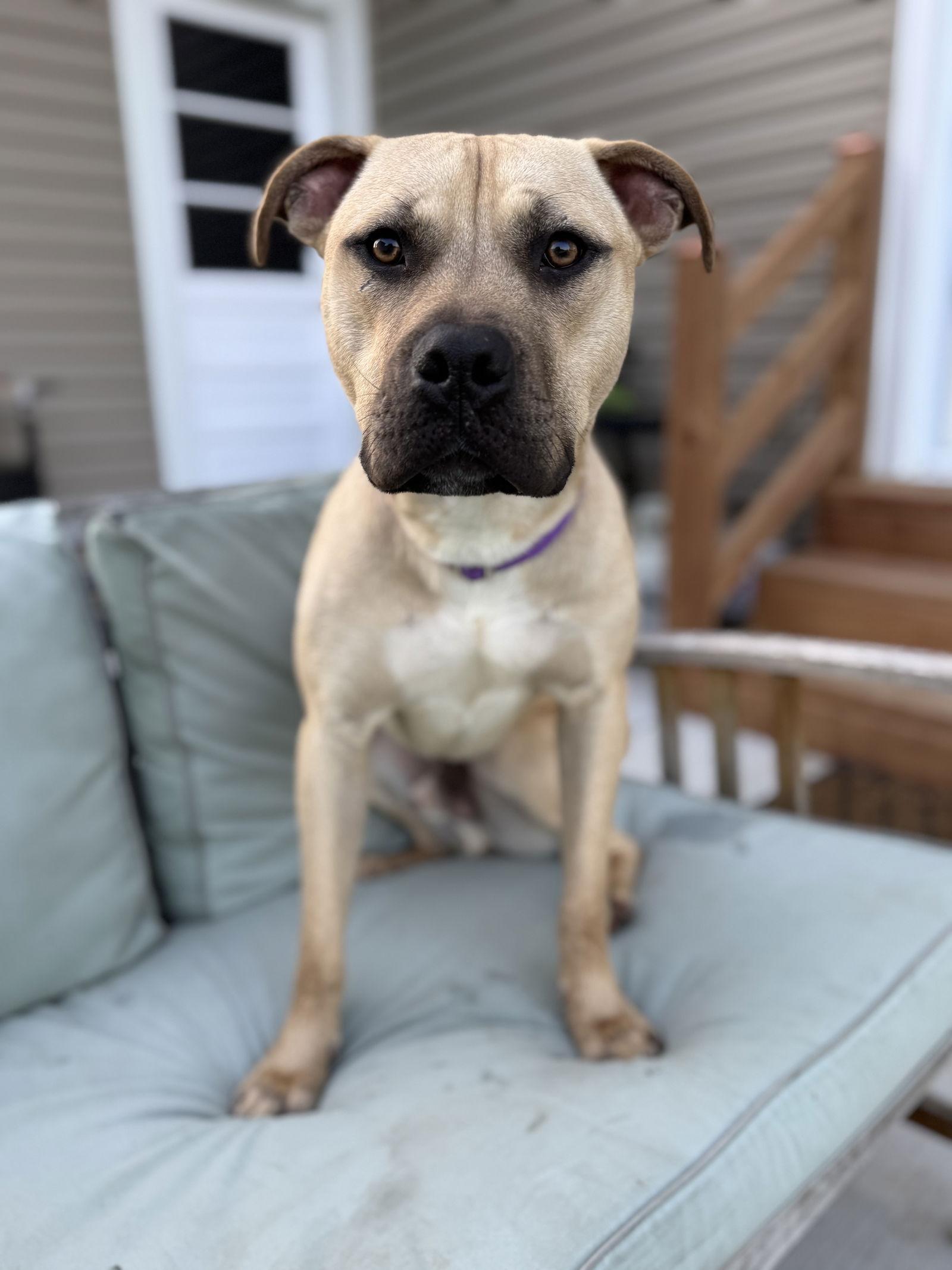 Levin, Adoptable, Adult Male Terrier.